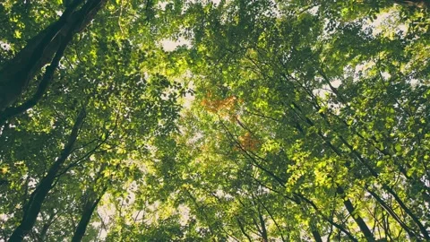 Trees in the forest Stock Footage 208926898