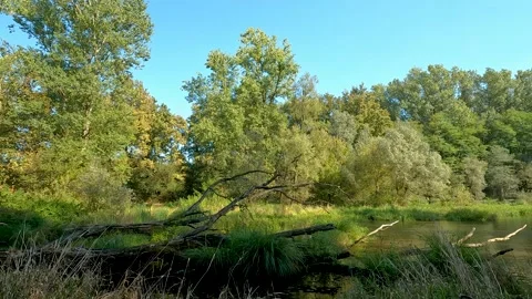 Trees in the forest Stock Footage 209351423