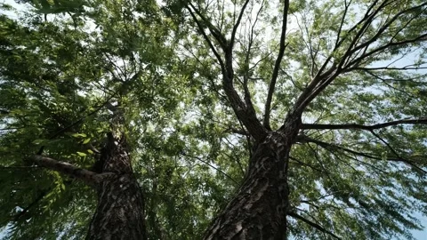 Trees in the forest Stock Footage 241551014