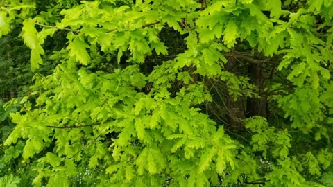 Trees in the forest Stock Footage 242284924