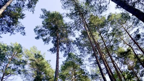 Trees in the forest Video stock 251572686