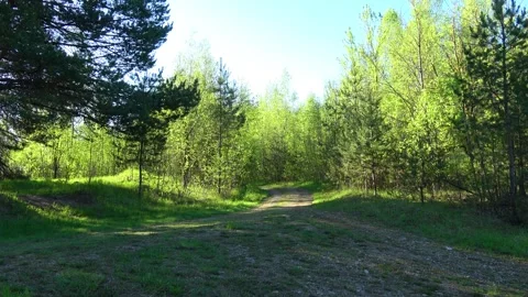 Trees in the forest Stock Footage 274555706