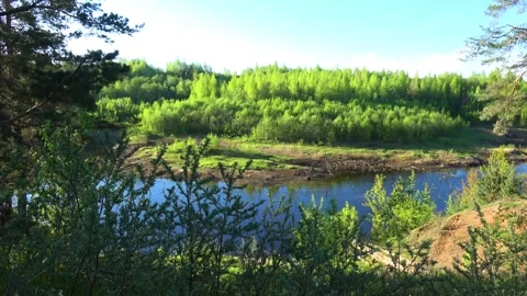 Trees in the forest Vídeo Stock 274556050