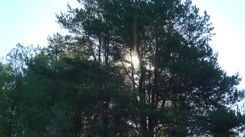 Trees in the forest Видео 274556206