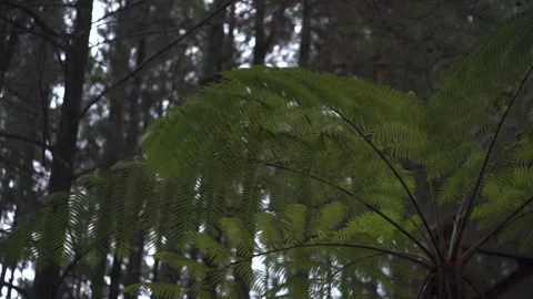 Trees in the forest Stock Footage 287960708