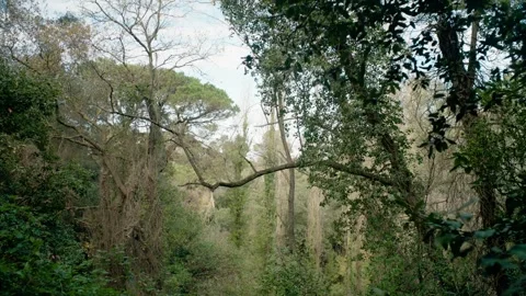 Trees in the forest Stock Footage 301006264