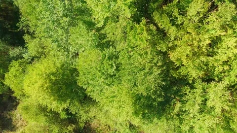 Trees in forest Stock Footage 302885186