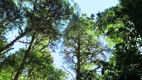 Trees in the forest Stock Footage 309434476