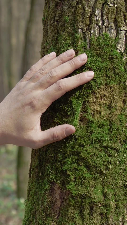 Trees in the Forest Stock Footage 322793768