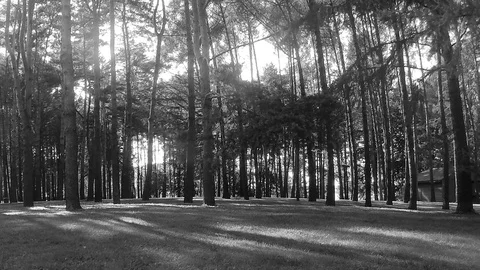 Trees in a forest glade black and white timelapse 스톡 동영상 81601874