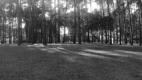Trees in forest glade black and white timelapse Stock Footage 81604340