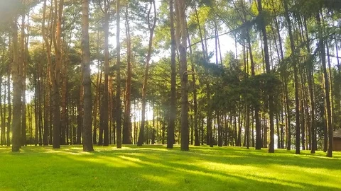 Trees in a forest glade on a summer day timelapse 스톡 동영상 81605253