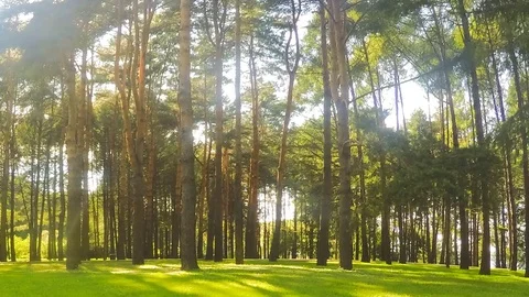 Trees in forest glade on a summer day timelapse Stock Footage 81605285