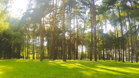 Trees in forest glade on summer day timelapse Stock Footage 81605504