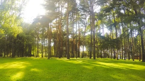 Trees in a forest glade on summer day timelapse Stock Footage 81605736