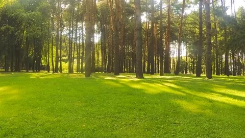 Trees in forest glade on summer timelapse Stock Footage 81605890