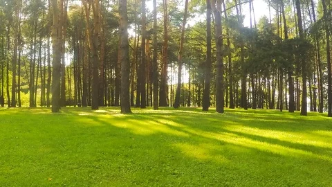 Trees in a forest glade timelapse Stock Footage 81604588