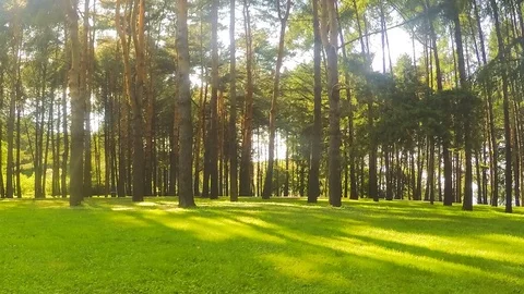 Trees in forest glade timelapse Vidéo 81604808