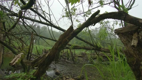 Trees in a forest gnawed and felled by beavers for a beaver dam. Slider shooting Stock Footage 132506173