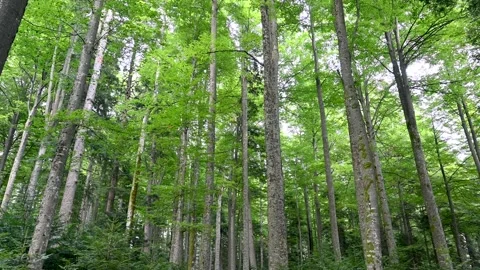 Trees in the forest. Green leaves on the branches. Beautiful deciduous forest Stock Footage 256721548