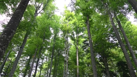 Trees in the forest. Green leaves on the branches. Beautiful deciduous forest Stock Footage 256724415