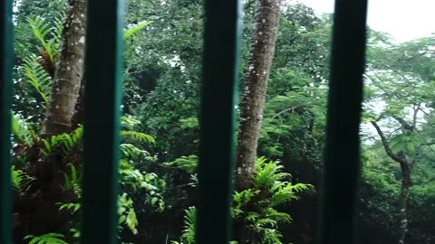 Trees, Forest, Green, Rainy, Nature Stock Footage 143842003