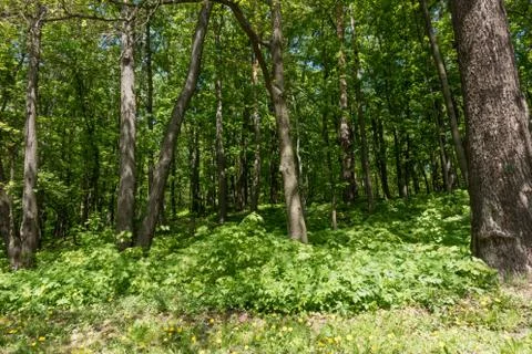Trees in forest.. Green spring forest Stock Photos