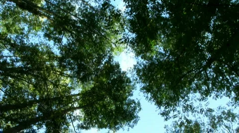 Trees in the forest ground view Stock Footage 870786