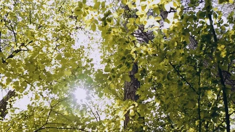 Trees In Forest Illuminated By Sunbeams Stock Footage 89891565