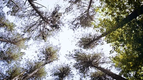 Trees In Forest Illuminated By Sunbeams Video stock 89891625
