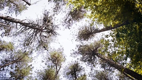 Trees In Forest Illuminated By Sunbeams Video stock 89891642