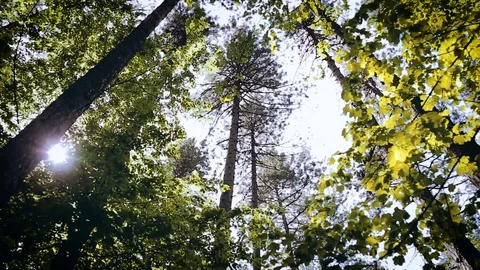 Trees In Forest Illuminated By Sunbeams Stock Footage 89891753