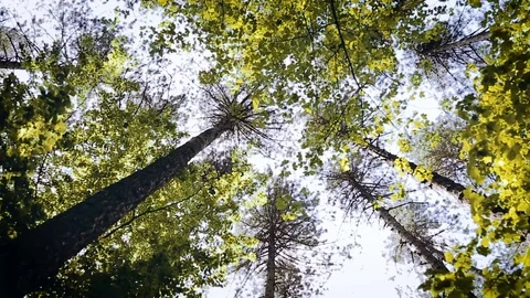 Trees In Forest Illuminated By Sunbeams Video stock 89891754