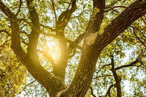 Trees in the forest illuminated by the warm sunlight. background light filtering Stock Photos