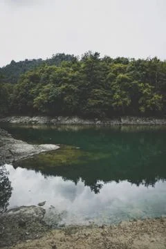 The trees in the forest in the lake Stock Photos