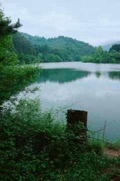 The trees in the forest in the lake Stock Photos