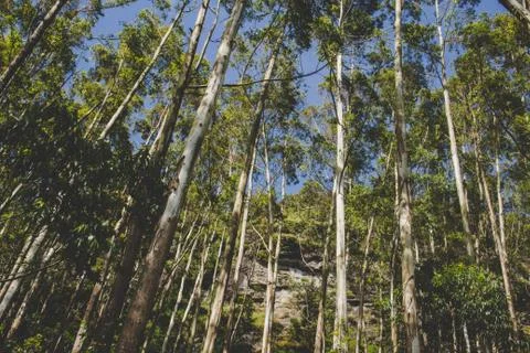 Trees in the forest landscape view Stock Photos