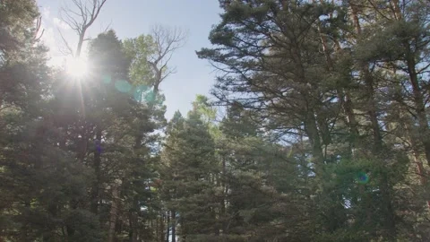 Trees in the Forest with Lens flare Stock Footage 204873964