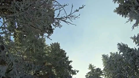 Trees in a forest look up winter blue sky Stock Footage 83239489