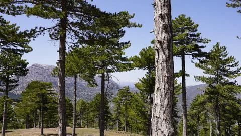 Trees in the forest made of pine Stock Photos