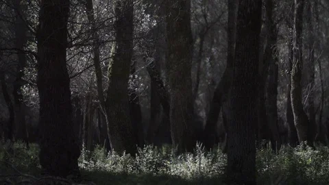 Trees Forest Magic Wood Tree Video stock 128751141