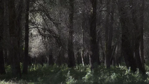 Trees Forest Magic Wood Tree Video stock 128751275