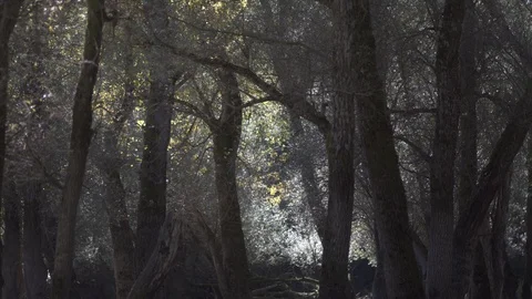 Trees Forest Magic Wood Tree Video stock 128751444