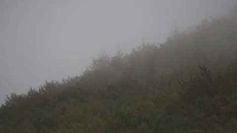 Trees Forest Magic Wood Tree Video stock 128751595