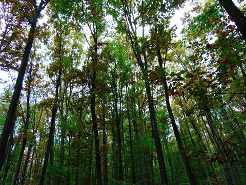Trees in the forest in Maramures county Photos