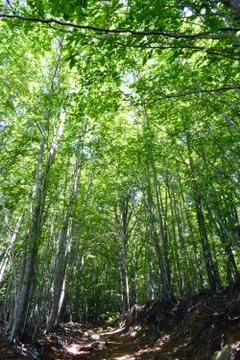 Trees in the forest The Montseny. Stock Photos
