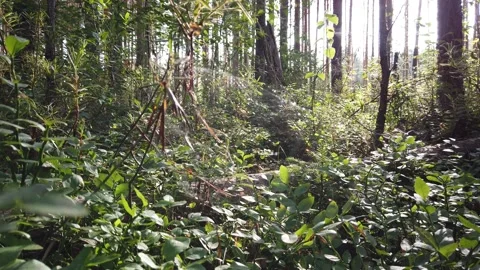 Trees in the forest in the morning Video stock 136022962