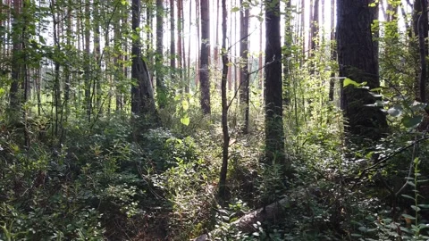 Trees in the forest in the morning Video stock 136023571