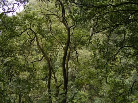 Trees in the forest of mount Merapi Yogyakarta Indonesia Foto stock