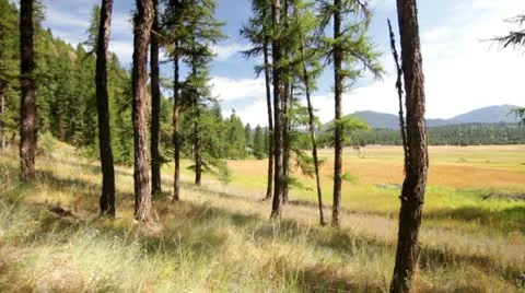 Trees forest mountains dolly Stock Footage 8993494